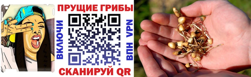 Псилоцибиновые грибы GOLDEN TEACHER Раменское